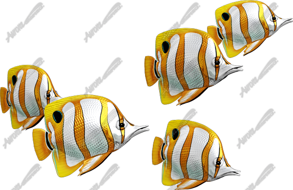 Butterfly Fish