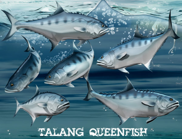 Talang Queenfish