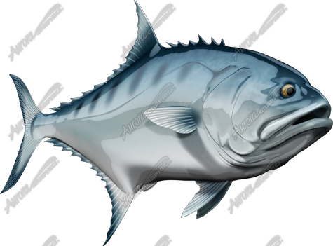 Talang Queenfish
