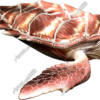 Sea Turtle