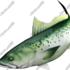 Kahawai