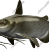 Catfish