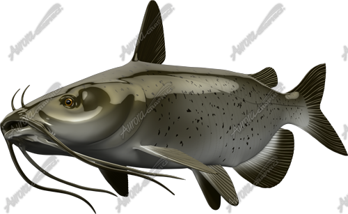 Catfish
