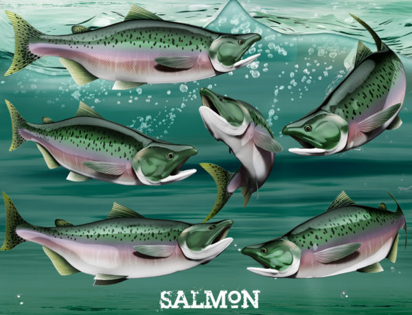 Salmon