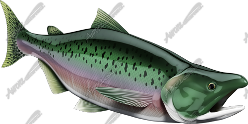Salmon
