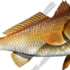 Redfish