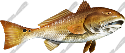 Redfish