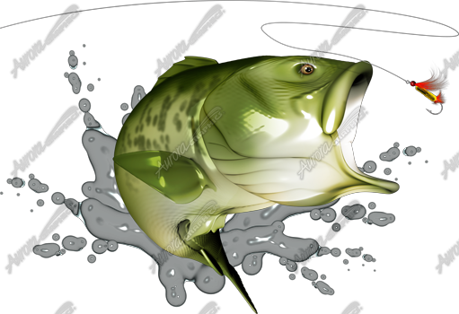 Largemouth Bass