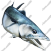 King Mackerel