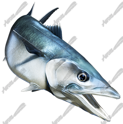 King Mackerel
