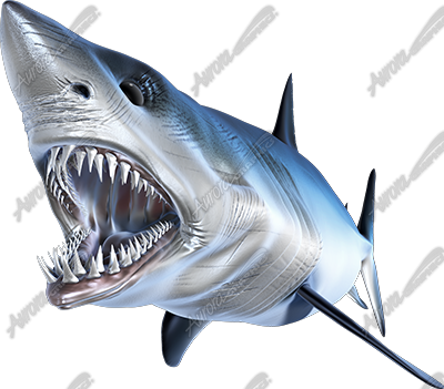 Mako Shark