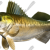 Walleye