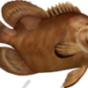 Tripletail