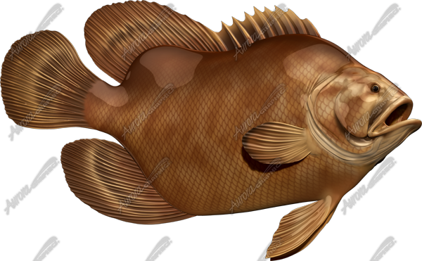 Tripletail