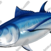 Bluefin Tuna