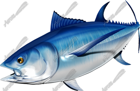 Bluefin Tuna
