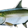 Tarpon
