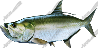 Tarpon