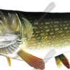 Pike
