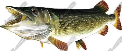Pike