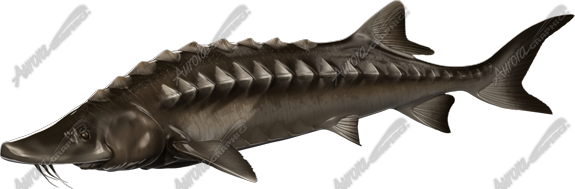 Sturgeon