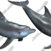 Dolphins