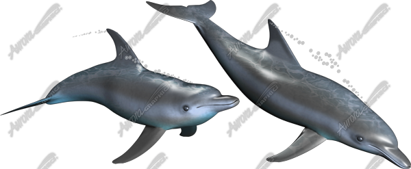 Dolphins