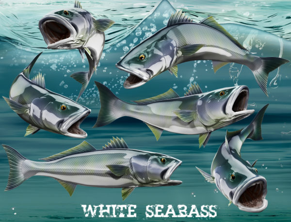White Seabass