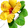 Hibiscus Yellow & Red Vehicle Wrap Design — Large Scale Artwork for Wide Format Printing | Categories: Nature