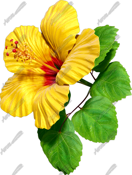 Hibiscus Yellow & Red Vehicle Wrap Design — Large Scale Artwork for Wide Format Printing | Categories: Nature