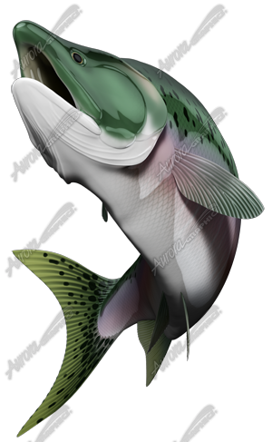 Salmon