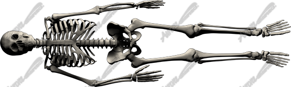 Skeleton Vehicle Wrap Design — Large Scale Artwork for Wide Format Printing | Categories: PIK6 Everyday, Skulls