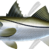 Snook