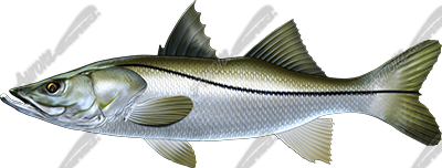 Snook