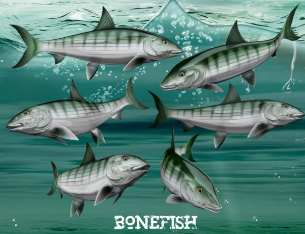 Bonefish Fish