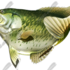 Crappie