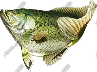 Crappie