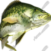 Crappie