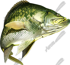 Crappie