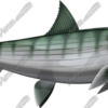 Bonefish