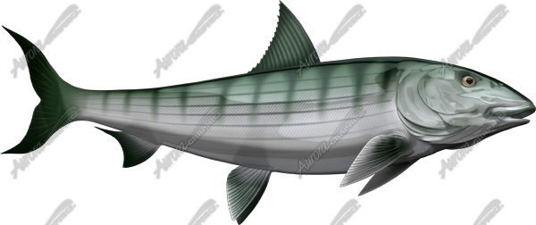 Bonefish