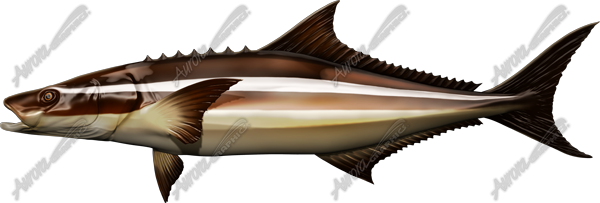 Cobia