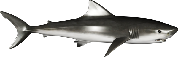 Shark Vehicle Wrap Design — Large Scale Artwork for Wide Format Printing | Categories: PIK6 Everyday, Fishing
