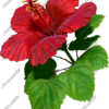 Hibiscus Red Vehicle Wrap Design — Large Scale Artwork for Wide Format Printing | Categories: Nature