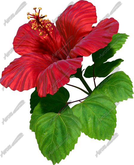 Hibiscus Red Vehicle Wrap Design — Large Scale Artwork for Wide Format Printing | Categories: Nature