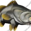 Barramundi