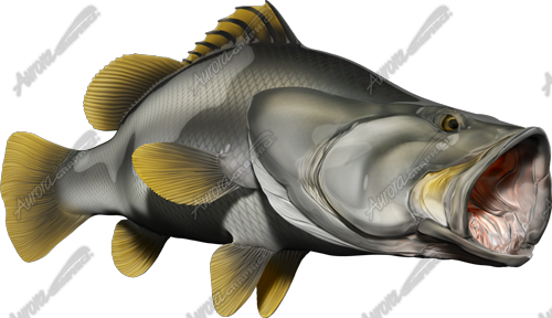 Barramundi