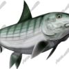 Bonefish