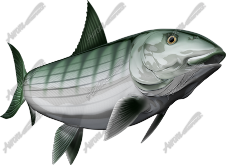 Bonefish
