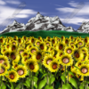 Sunflower Patch Vehicle Wrap Design — Large Scale Artwork for Wide Format Printing | Categories: PIK6 Everyday, Nature